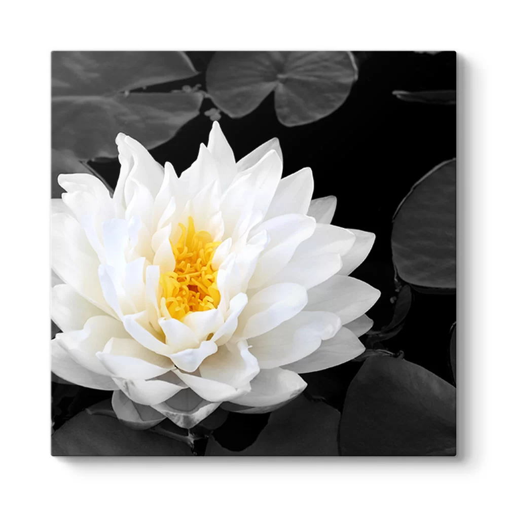 Lotus Güzelliği Tablosu - Model 3